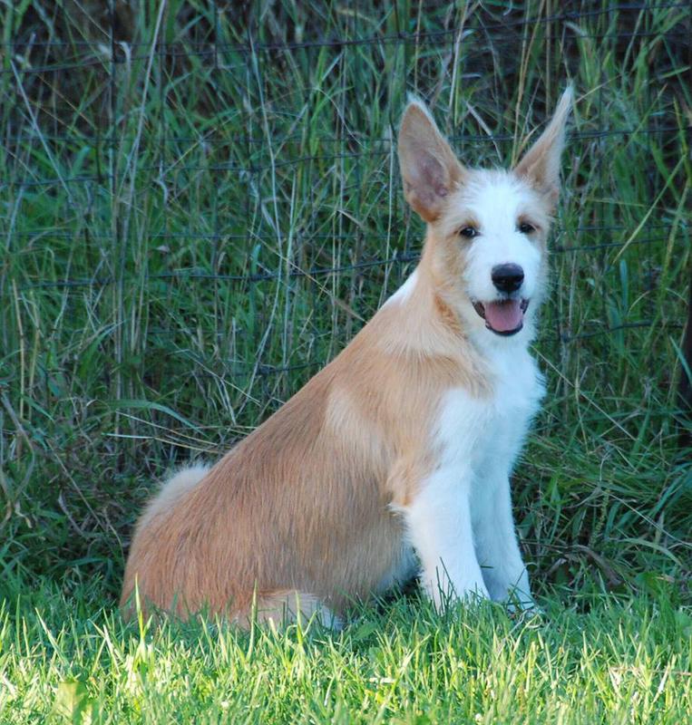 portuguese podengo for sale